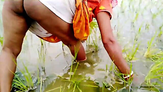 Urinating while planting your rice seedlings nomita boudi